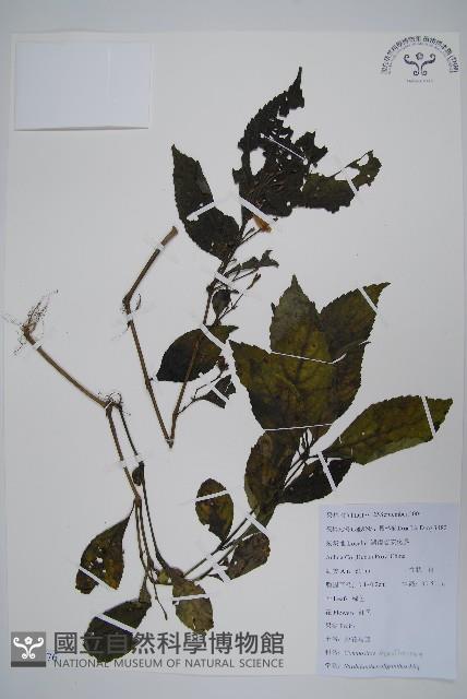 少花馬藍藏品圖，第1張