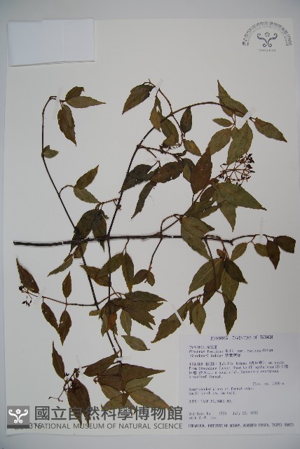 狹葉莢迷藏品圖，第1張