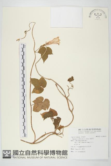 碗仔花藏品圖，第1張