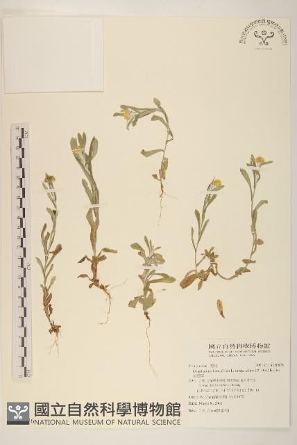 鼠麴草藏品圖，第1張