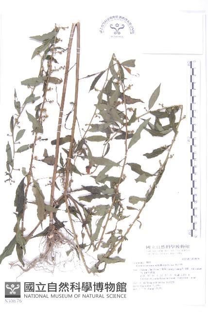 秋分草藏品圖，第1張