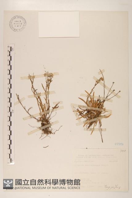 玉山飛蓬藏品圖，第1張