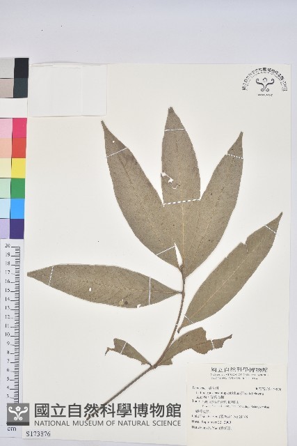 鬼石櫟、儲葉石櫟藏品圖，第1張