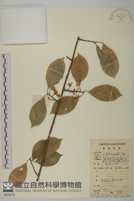 柄序南蛇藤藏品圖，第1張