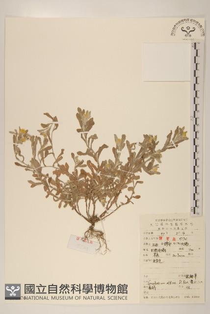 鼠麴草藏品圖，第1張