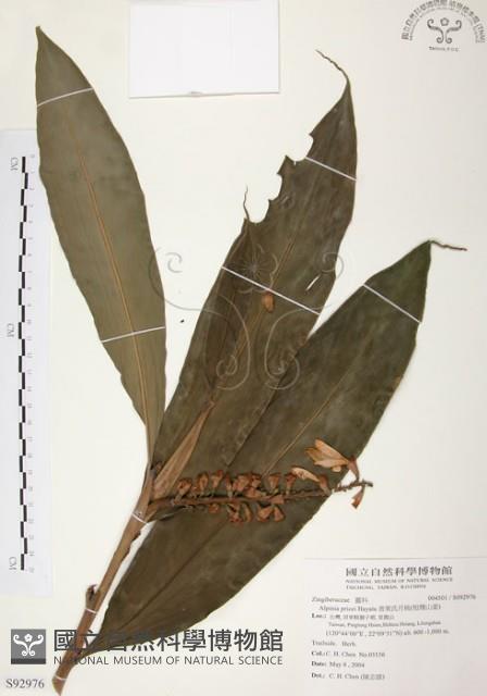 普萊氏月桃、短穗山姜藏品圖，第1張