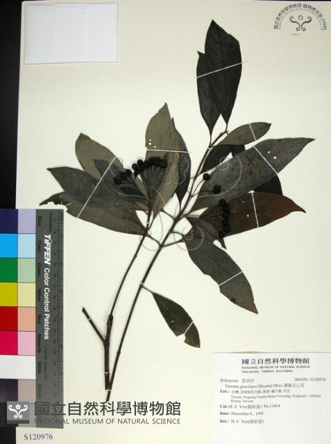 薄葉玉心花藏品圖，第1張