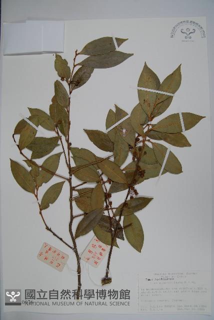 厚葉冬青藏品圖，第1張