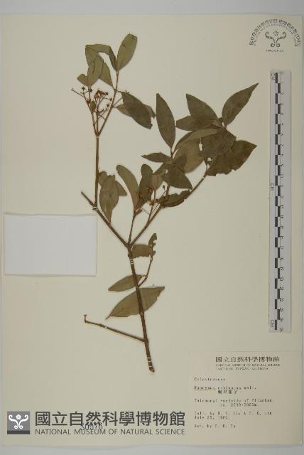 Thorny-fruit euonymus Collection Image, Figure 1, Total 2 Figures
