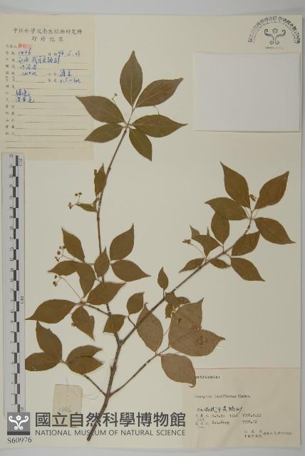 大丁黃藏品圖，第1張