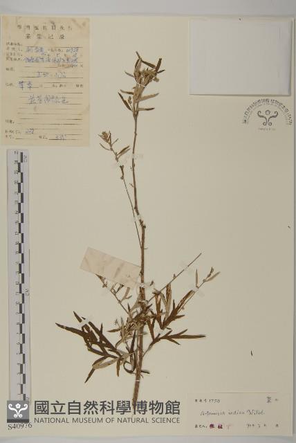 艾、五月艾藏品圖，第1張