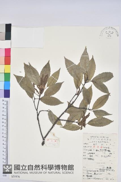 細葉青剛、黑稠、黑櫟、小葉青剛藏品圖，第1張