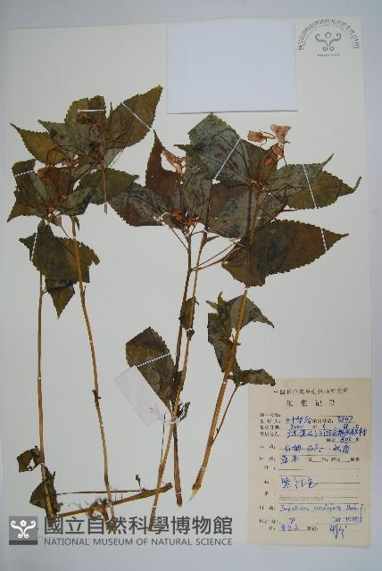 黃金鳳藏品圖，第1張