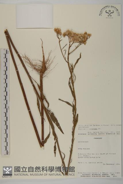 登錄號:S080576藏品圖，第1張