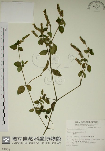 爵床藏品圖，第1張