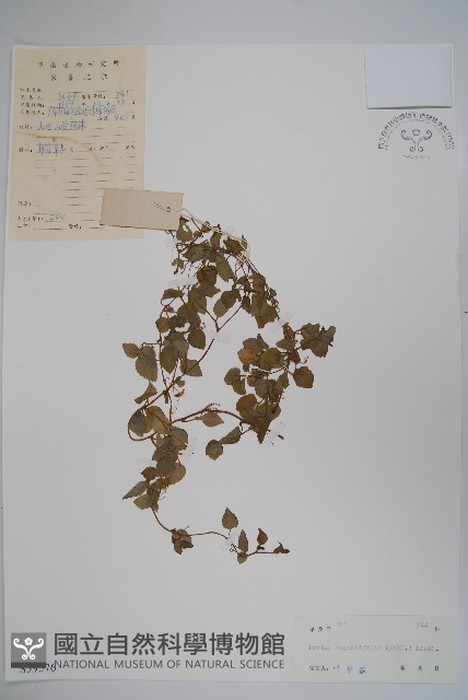 銅錘玉帶草藏品圖，第1張