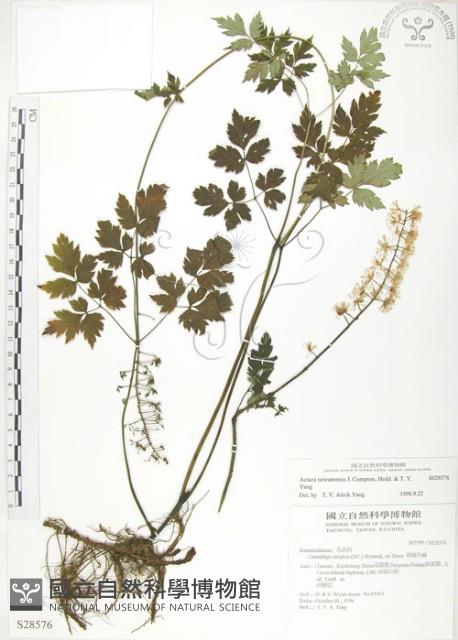 台灣升麻藏品圖，第1張