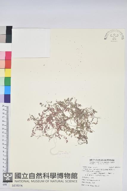 匐根大戟藏品圖，第1張