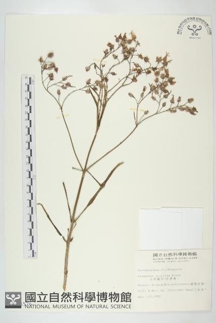 小燈籠草、大還魂藏品圖，第1張