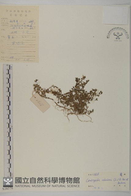 石胡荽、吐金草藏品圖，第1張