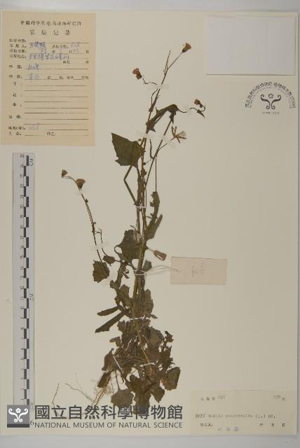 紫背草藏品圖，第1張