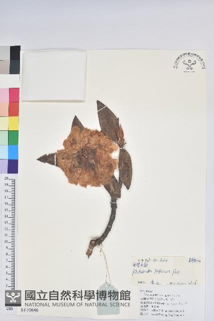 海綿杜鵑藏品圖，第1張