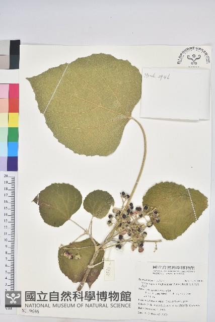 蟲屎藏品圖，第1張