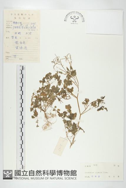 碎米薺藏品圖，第1張