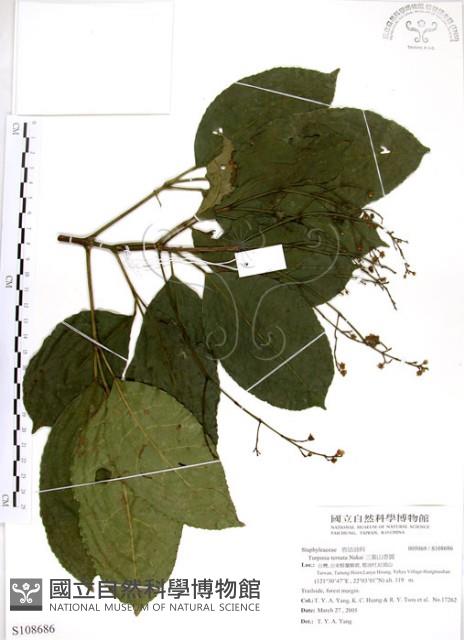 三葉山香圓藏品圖，第1張