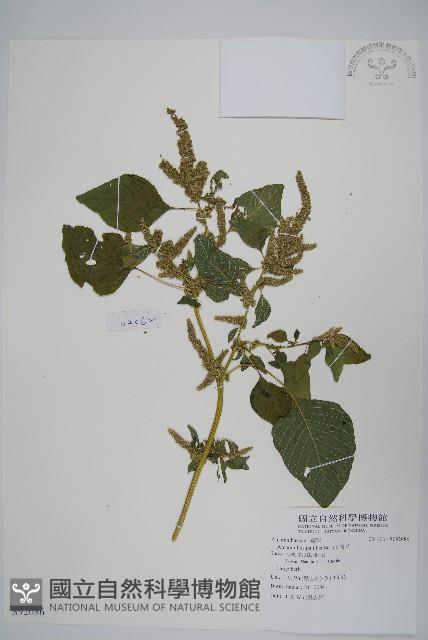 青莧藏品圖，第1張