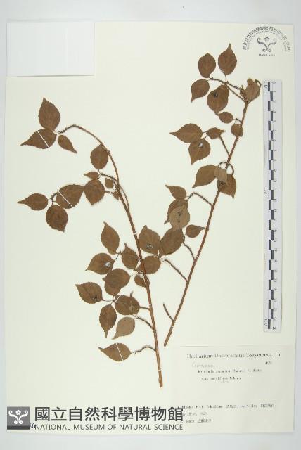 登錄號:S082086藏品圖，第1張