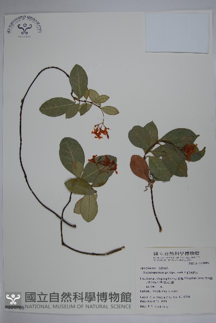 細梗絡石藏品圖，第1張