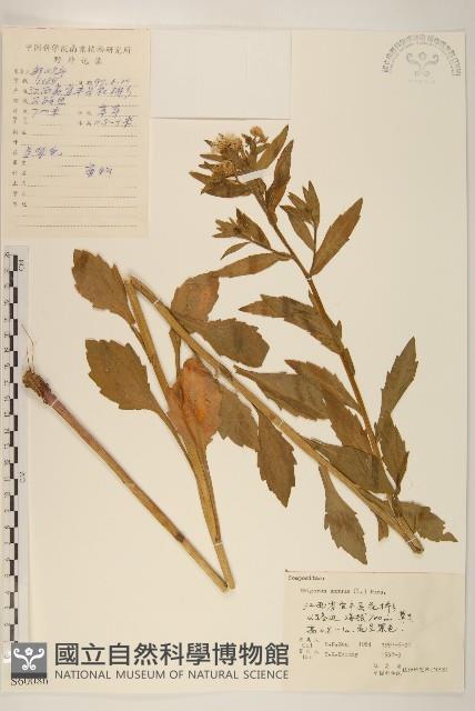 白頂飛蓬藏品圖，第1張