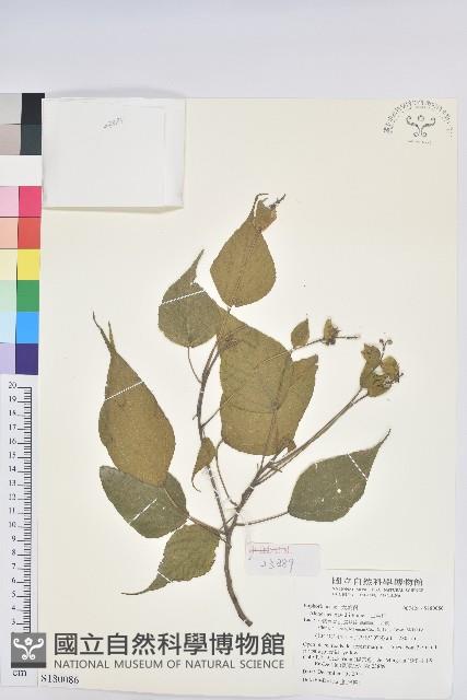 山麻桿藏品圖，第1張