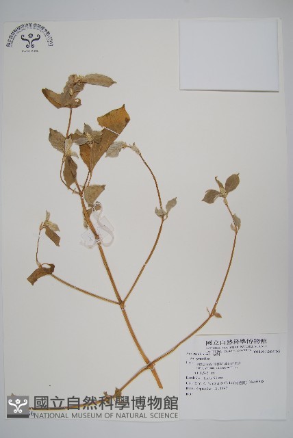 登錄號:S080086藏品圖，第1張