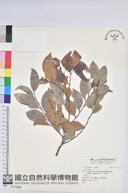 登錄號:S171086藏品圖，第1張