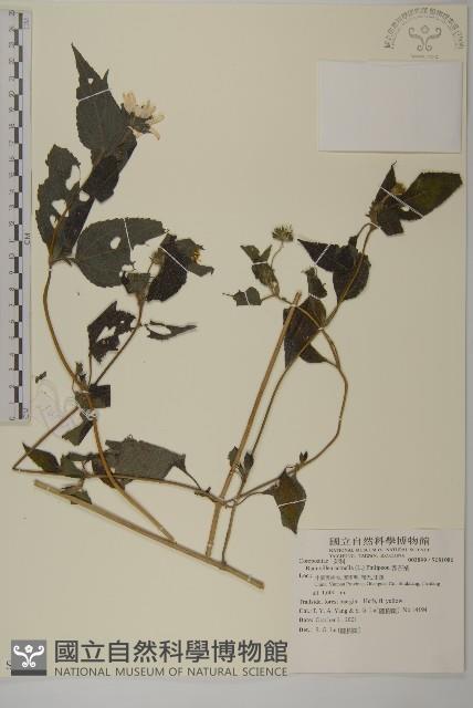 異芒菊藏品圖，第1張