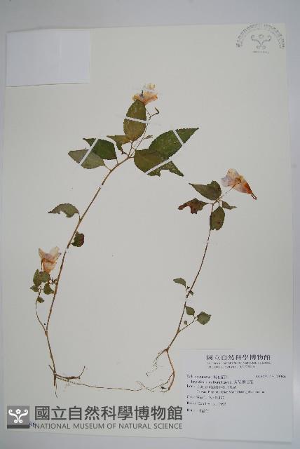 紫花鳳仙花藏品圖，第1張