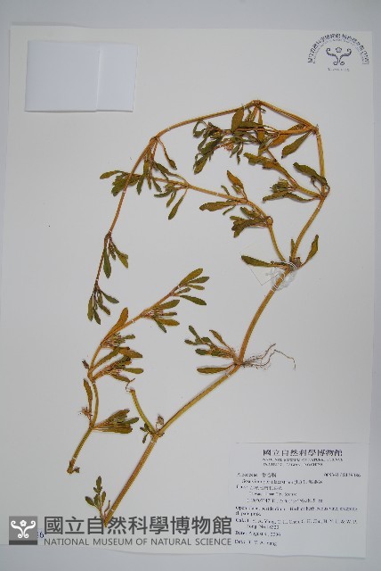 海馬齒藏品圖，第1張