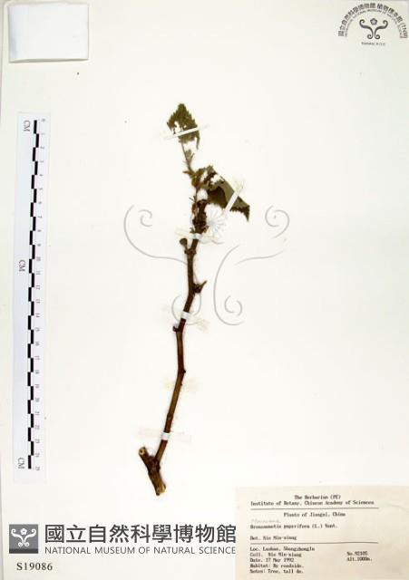 構樹藏品圖，第1張