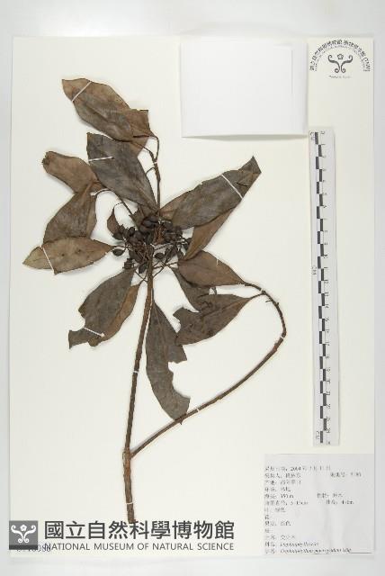 交讓木、臺灣虎皮楠、膜葉虎皮楠藏品圖，第1張