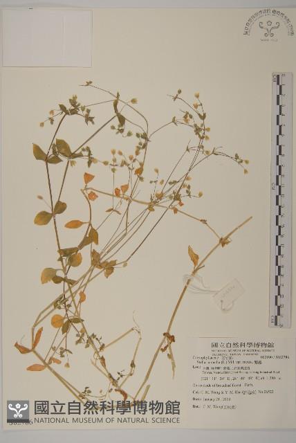 繁縷藏品圖，第1張