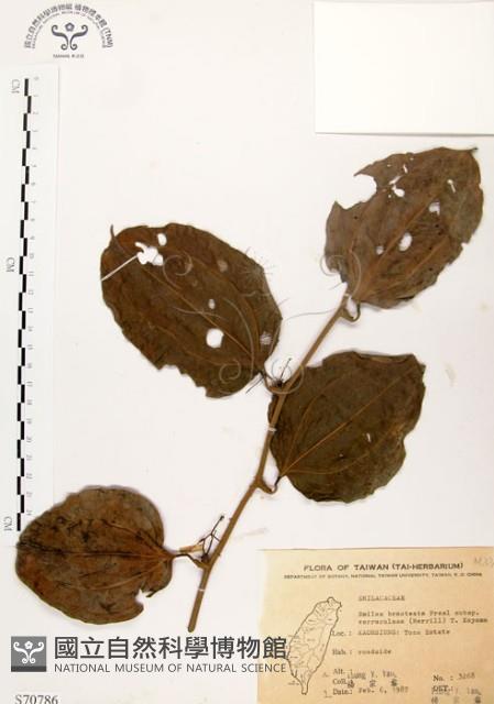 糙莖菝契藏品圖，第1張