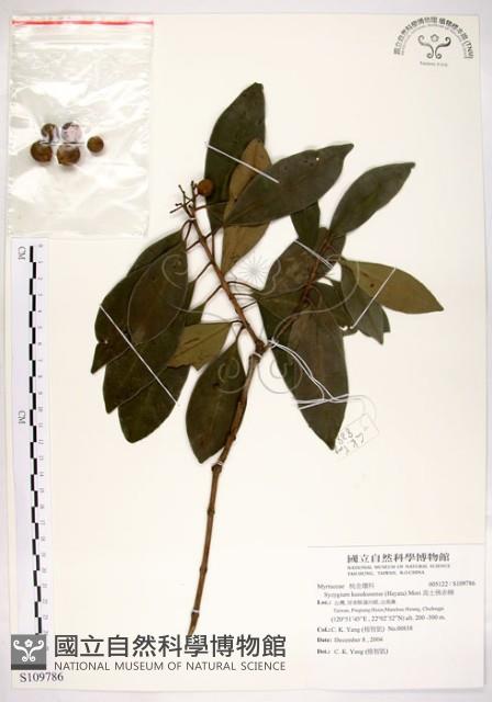 高士佛赤楠藏品圖，第1張