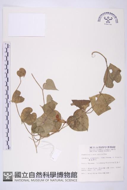 銳葉牽牛藏品圖，第1張