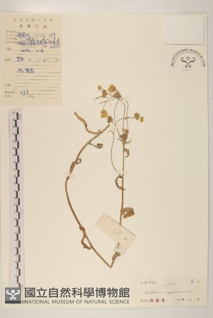 秋鼠麴草藏品圖，第1張