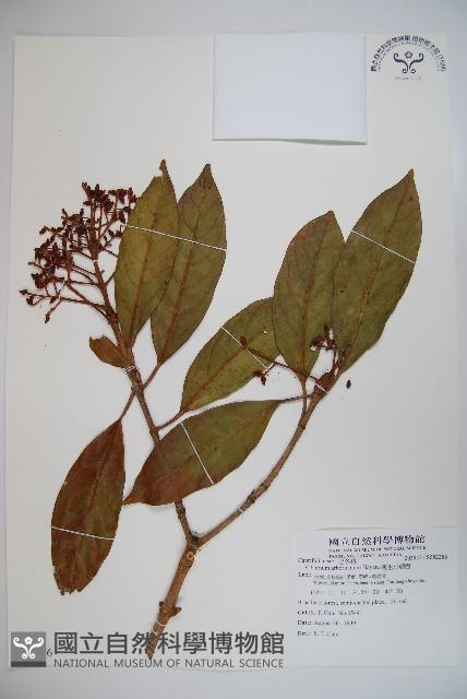 著生珊瑚樹藏品圖，第1張