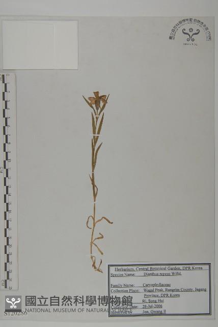 簇莖石竹藏品圖，第1張