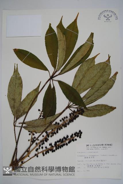 臺灣鵝掌柴藏品圖，第1張