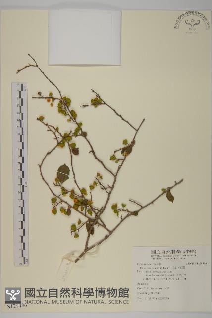 光果南蛇藤藏品圖，第1張